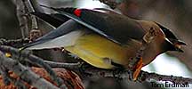 Cedar Waxwing