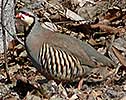 Chukkar Partridge