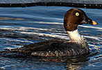 CommonGoldeneye