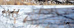 deer on thin ice