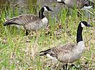 Canada geese