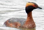 Horned Grebe