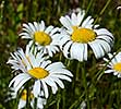 ox-eye daisy