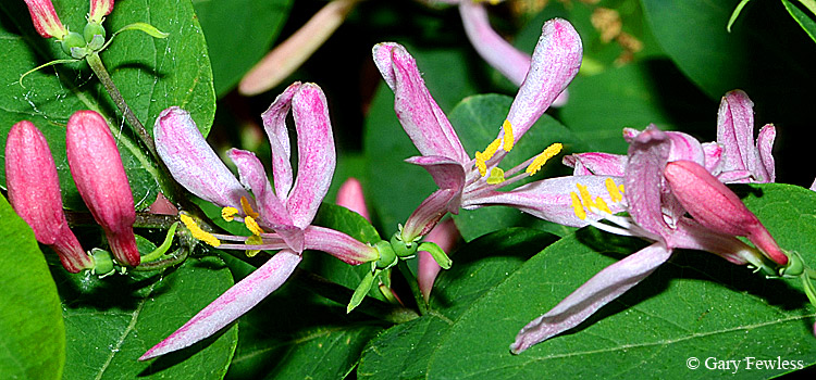 Tartarian honeysuckle (Lonicera tatarica)
