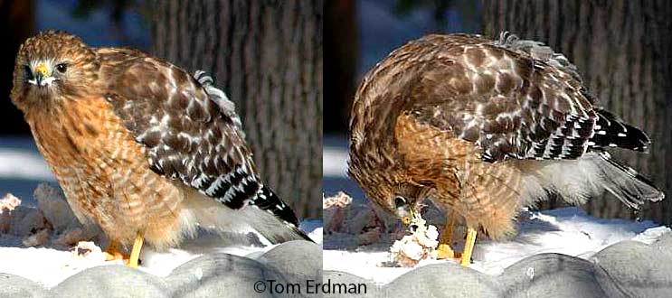 red-shouldered hawk