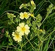 rough-fruited cinquefoil