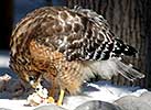 red-shouldered hawk