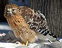 red-shouldered hawk