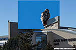 red-tailed Hawk
