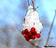 highbush cranberry