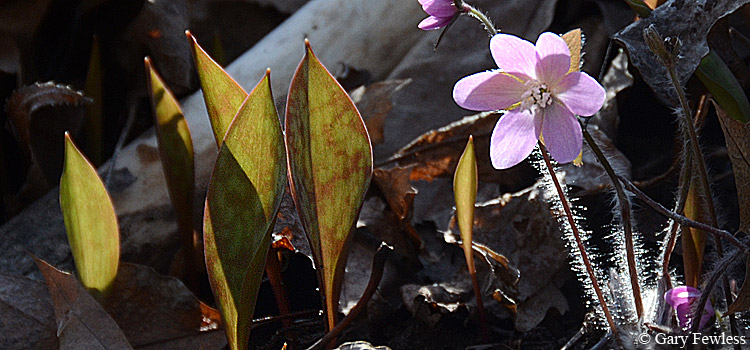 Leaves of trout lily and flower of Hepatica