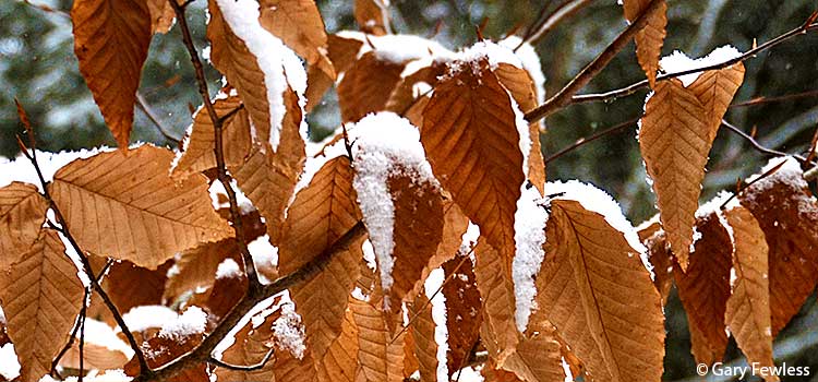 Beech leaves in winter