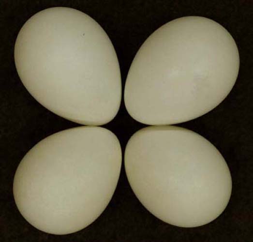Egg Identification Query