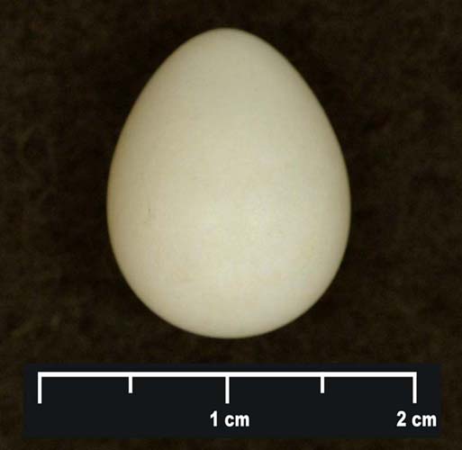 Egg Identification Query