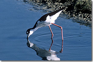 Black-necked Stilt