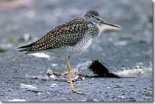 GreaterYellowlegs