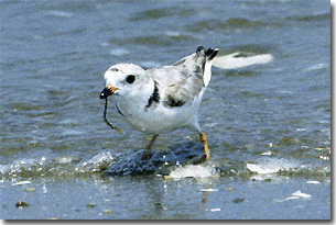 Piping Plover