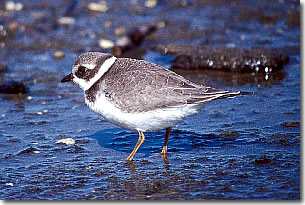 Semipalmated Plover