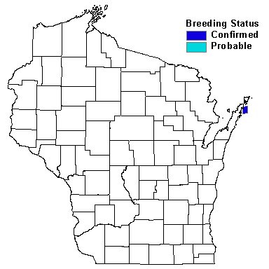 Great Black-backed Gull Map