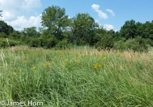 Wet Meadow