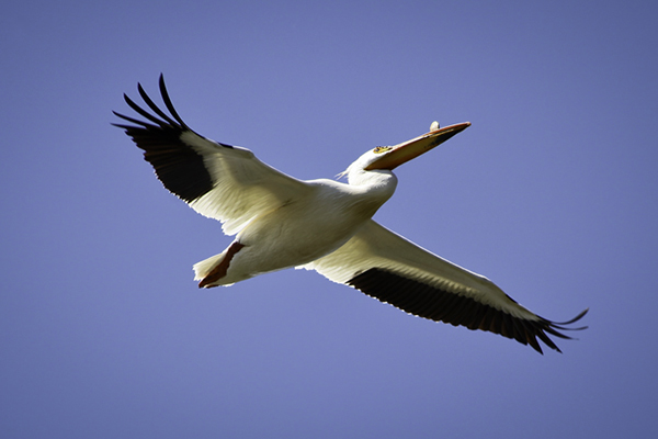 White Pelican flying overhead