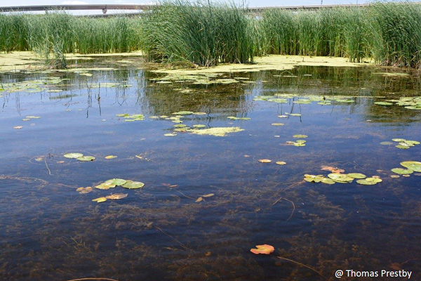 Lillypads on a pond