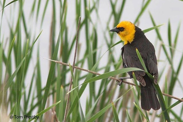 Yellow-headed Blackbird