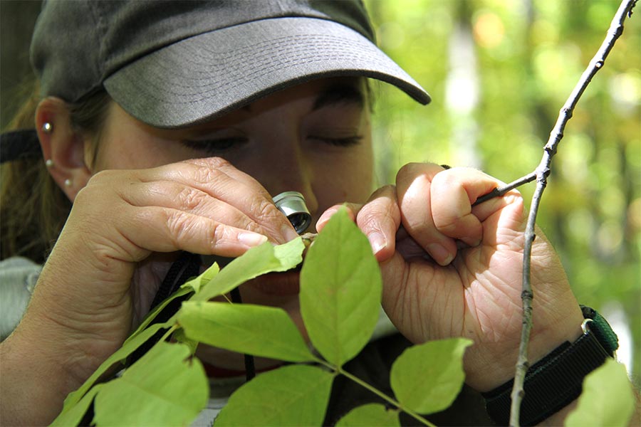 Woman doing field work, using a loupe to evaluate plant