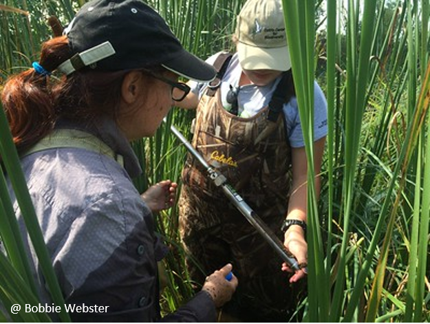 Dr. Lisa Grubisha (left) trains Kathi Arnold on collecting wetland substrate samples with a soil probe. Pecor Point, Green Bay. Photo by Bobbie Webster.