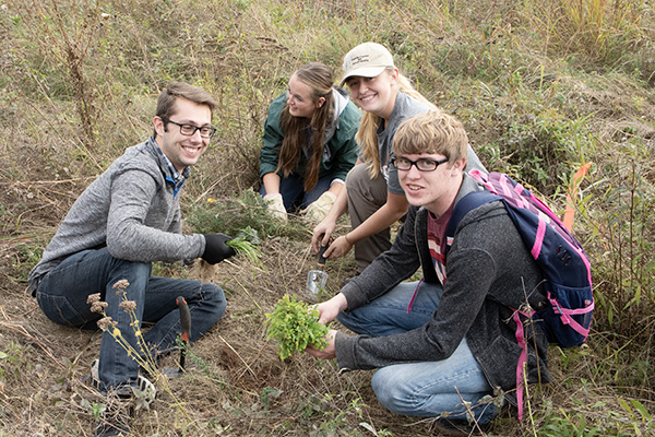 Four people picking invasive plants