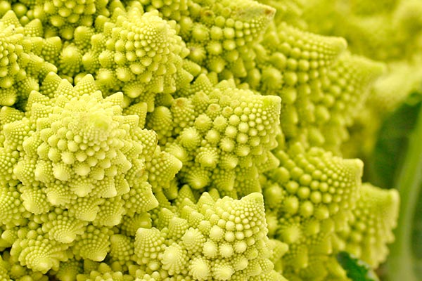 Romanesco broccoli geometric fractals in nature