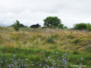Surrogate Grassland (old field, upland shrub)