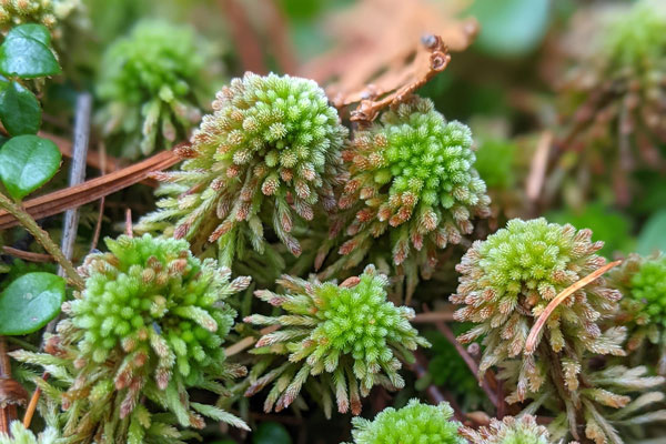 Unique, green plants
