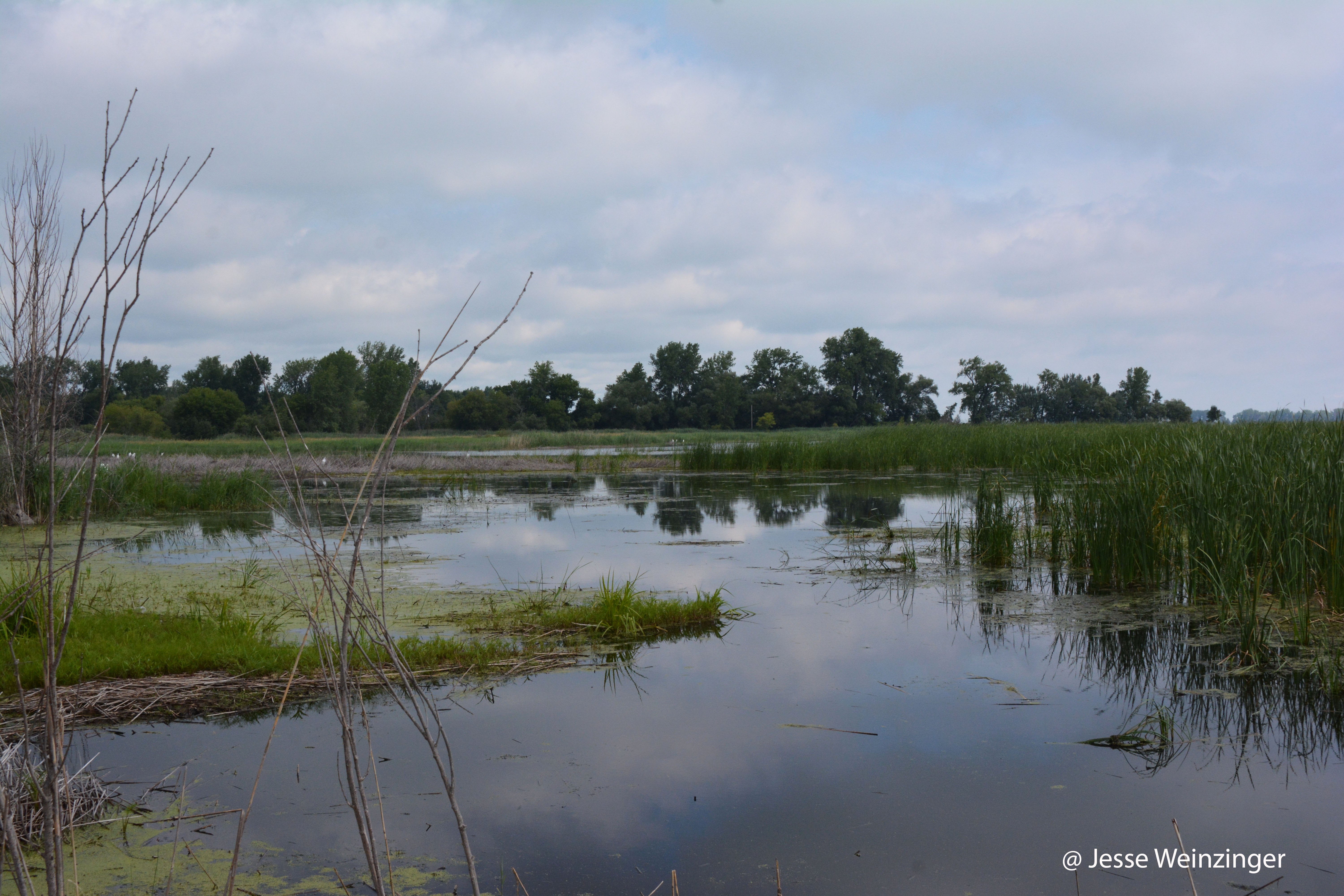 Wetland Marsh
