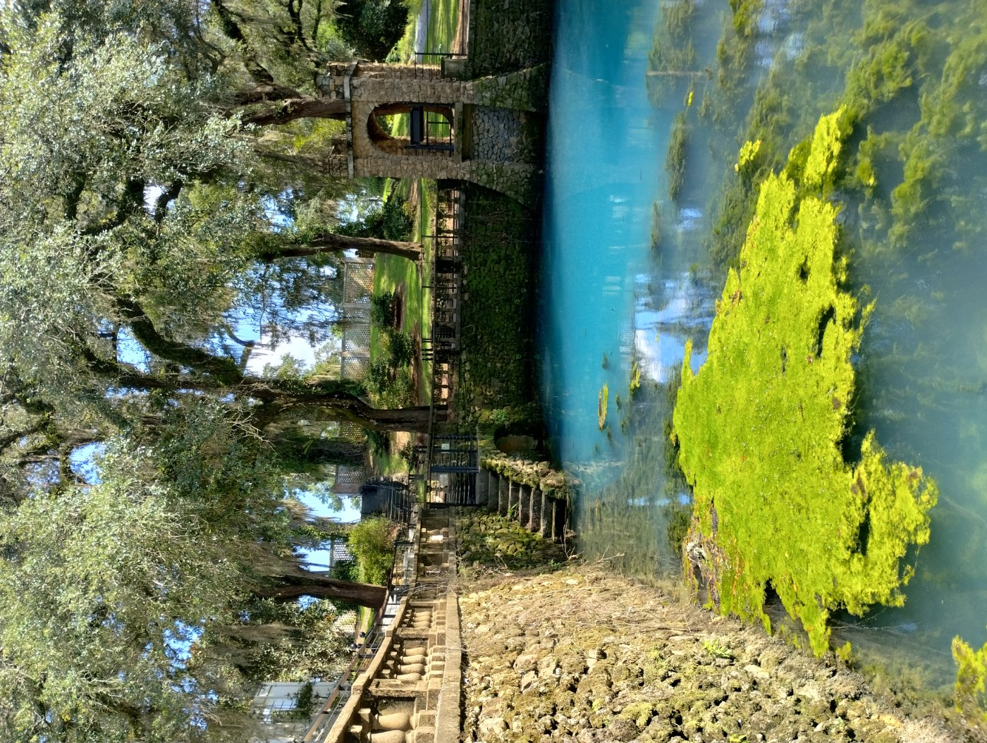 Photo of a pool of bright blue water with bright green moss surrounded by moss-covered live oaks.