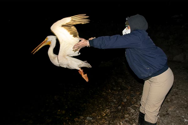 Tamara K releasing a Pelican into the night