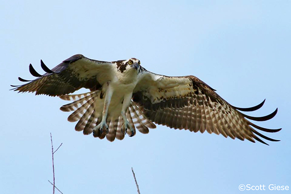 Flying osprey
