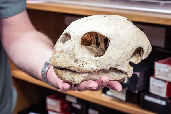 Close up of animal skull at Richter Natural History Museum