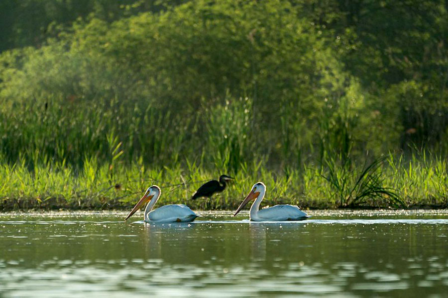 Pelicans swimming near the shoreline