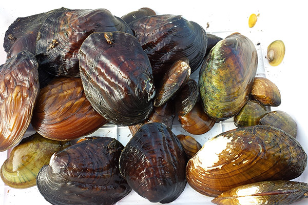 Freshwater mussels