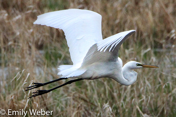 Great Egret flying low over grassy wetland