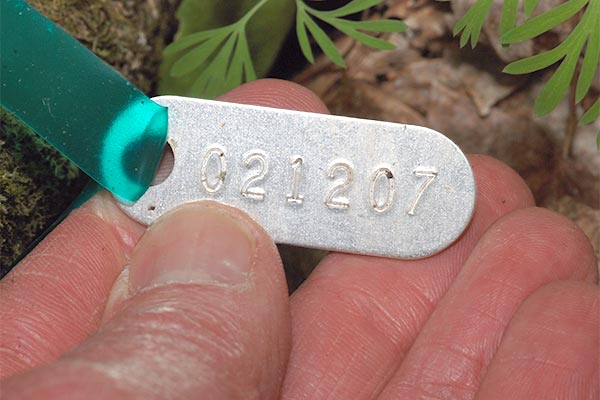 Wabikon forest plat study tree marker