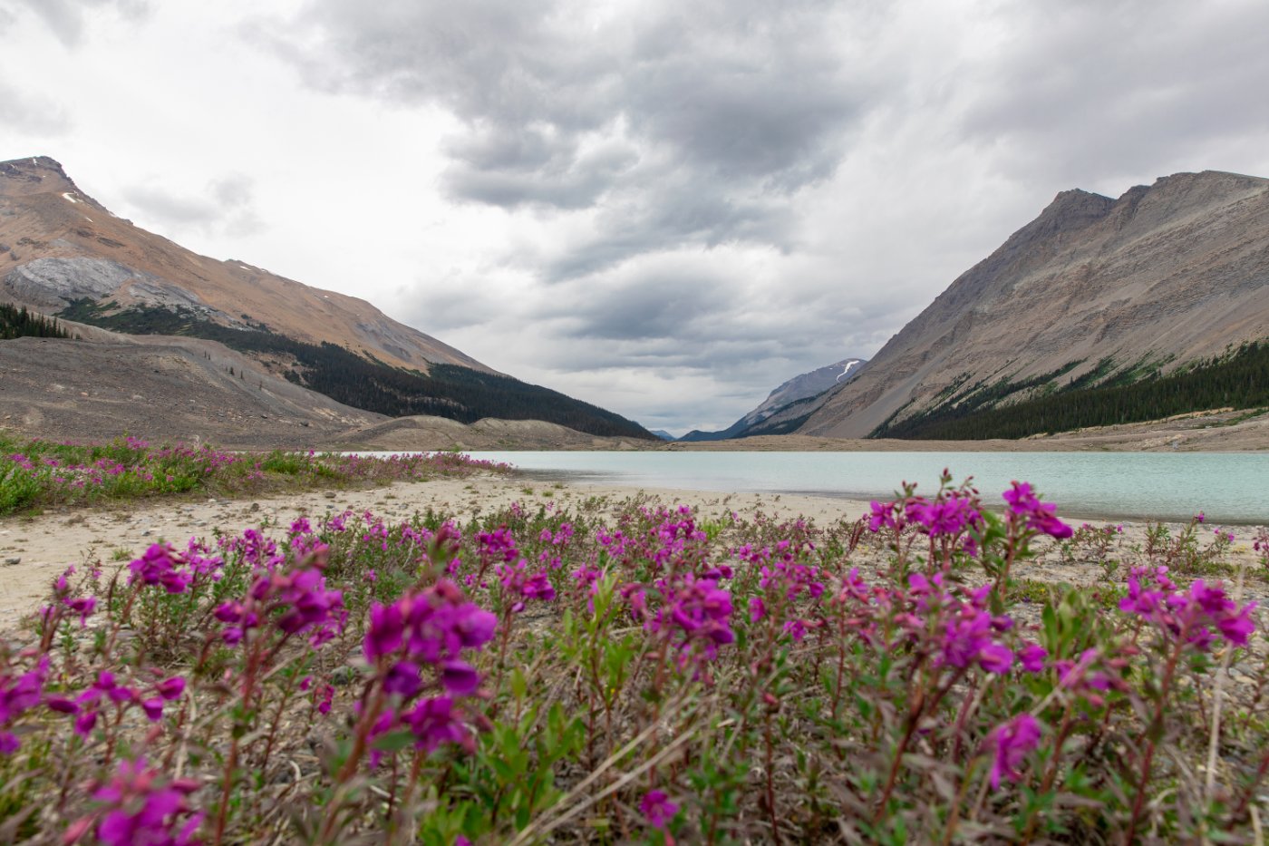 Photo of a field of magenta flowers in front of a lake surrounded by mountains.