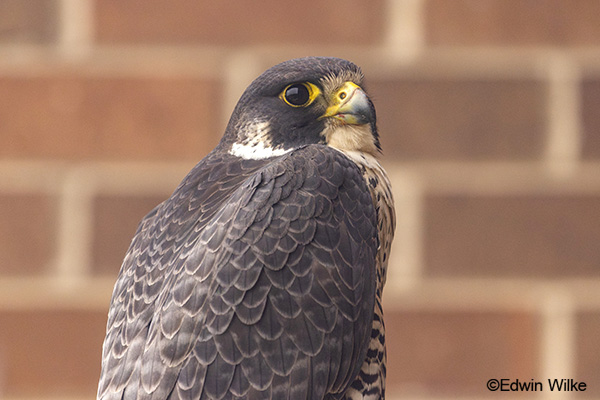 Peregrine Falcon
