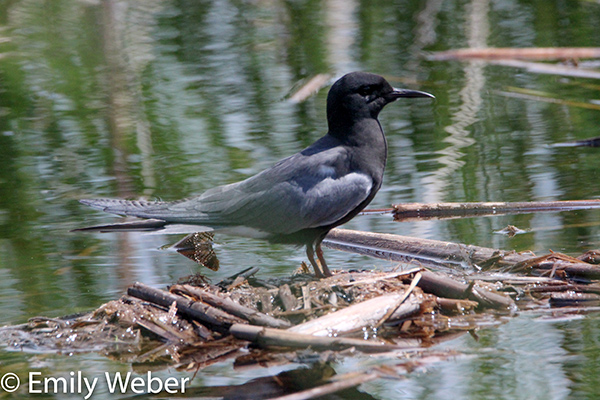 Black Tern bird