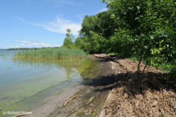 Shoreline with trees and grasses