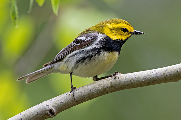Black-throated Green Warbler