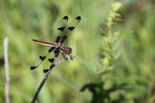 Dragon fly at Gary A. Fewless Herbarium