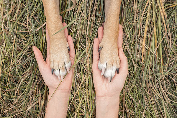 Closeup of paws resting in human hands