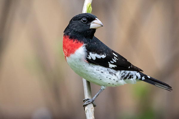 Rose-breasted Grosbeak